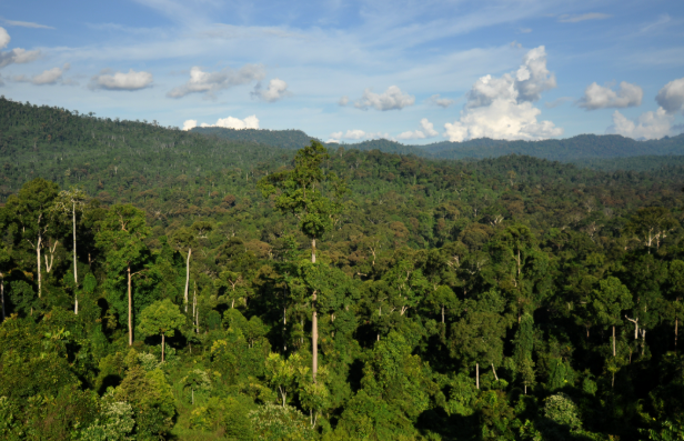 Record Loss of Tropical Forests in 2024 Raises Alarms Over Climate Impact