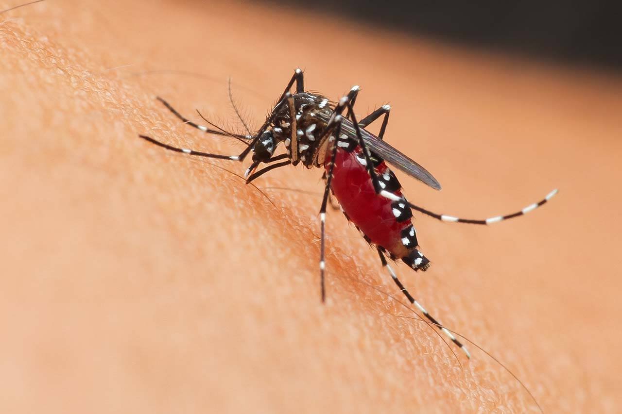 West Nile Virus Detected in UK Mosquitoes for First Time, Says UKHSA